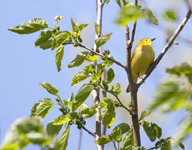 Yellow Warbler 2502